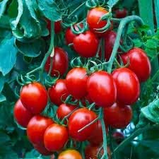 Tomato Vegetable Seeds for Planting – Rich Red Variety 100 pcs